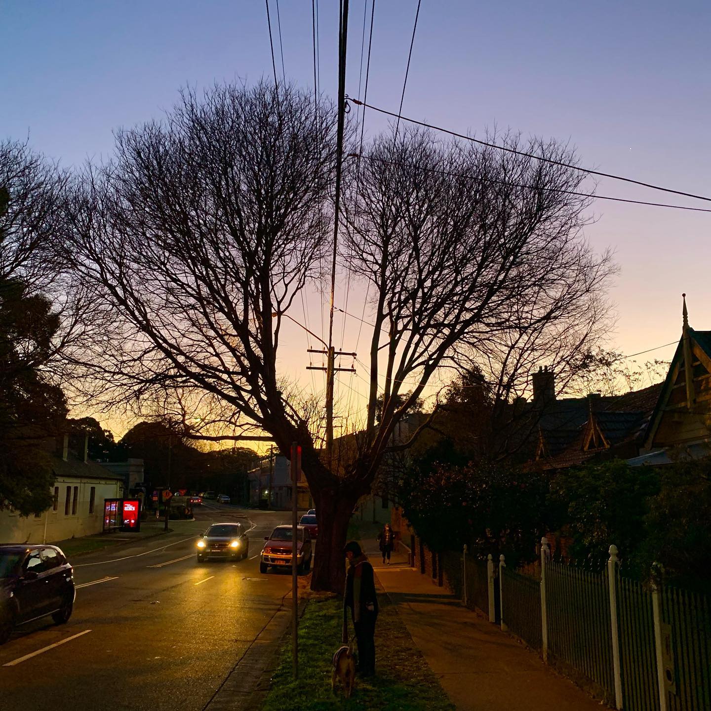 Lung Tree