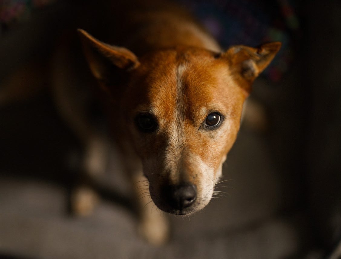 This guy is a great guy.. #finn #redcattledog #acd #chiaroscuro #sony50mmf12gm